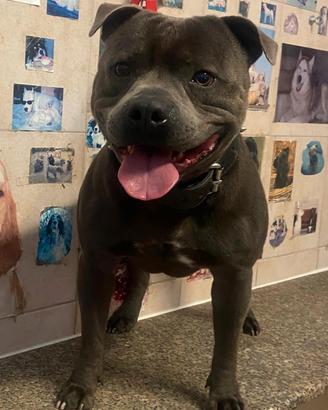 Accoppiamento Staffordshire Bull Terrier Blu
