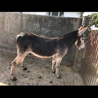 Asino maschio domato