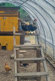 Galletti e galline Mugellesi