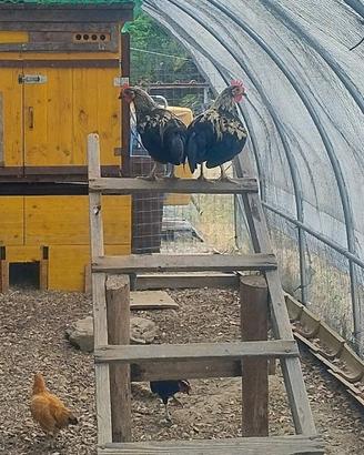 Galletti e galline Mugellesi