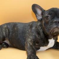 Bulldog francese