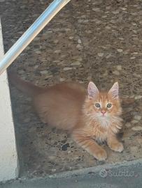 Gatto Maine coon