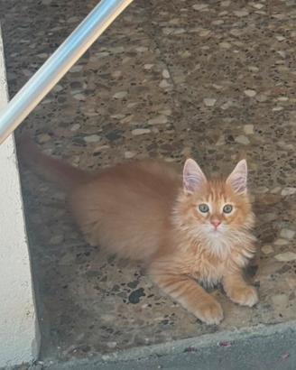 Gatto Maine coon