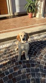 Cucciolo golden retriver