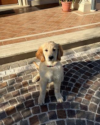 Cucciolo golden retriver