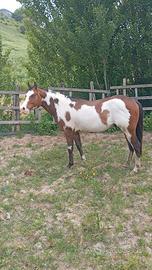 Stallone paint horse
