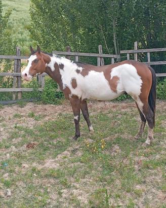 Stallone paint horse