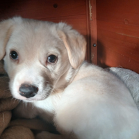 Cagnolino meticcio maschio