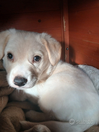 Cagnolino meticcio maschio