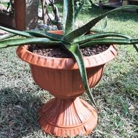 Pianta di aloe maculata in vaso 