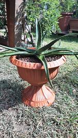 Pianta di aloe maculata in vaso 