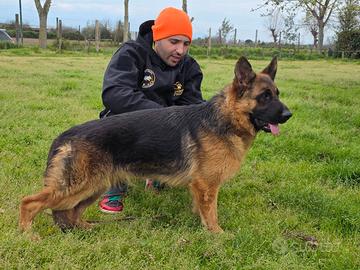 Pastore Tedesco cucciolona 11 mesi con Pedigree