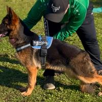 Cucciolona Pastore Tedesco