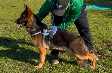 Cucciolona Pastore Tedesco