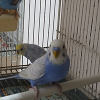 Cocoriti