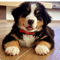 Bovaro del bernese