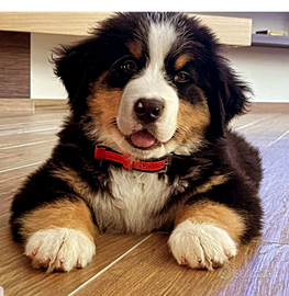 Bovaro del bernese