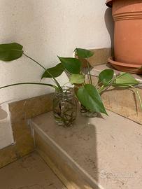 Talea - pianta Monstera