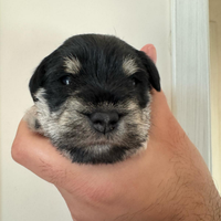 Schnauzer nani