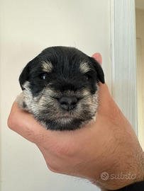 Schnauzer nani