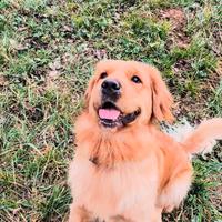 Golden retriever femmina