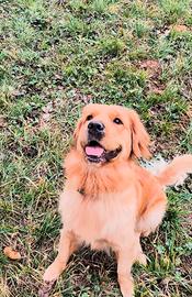 Golden retriever femmina