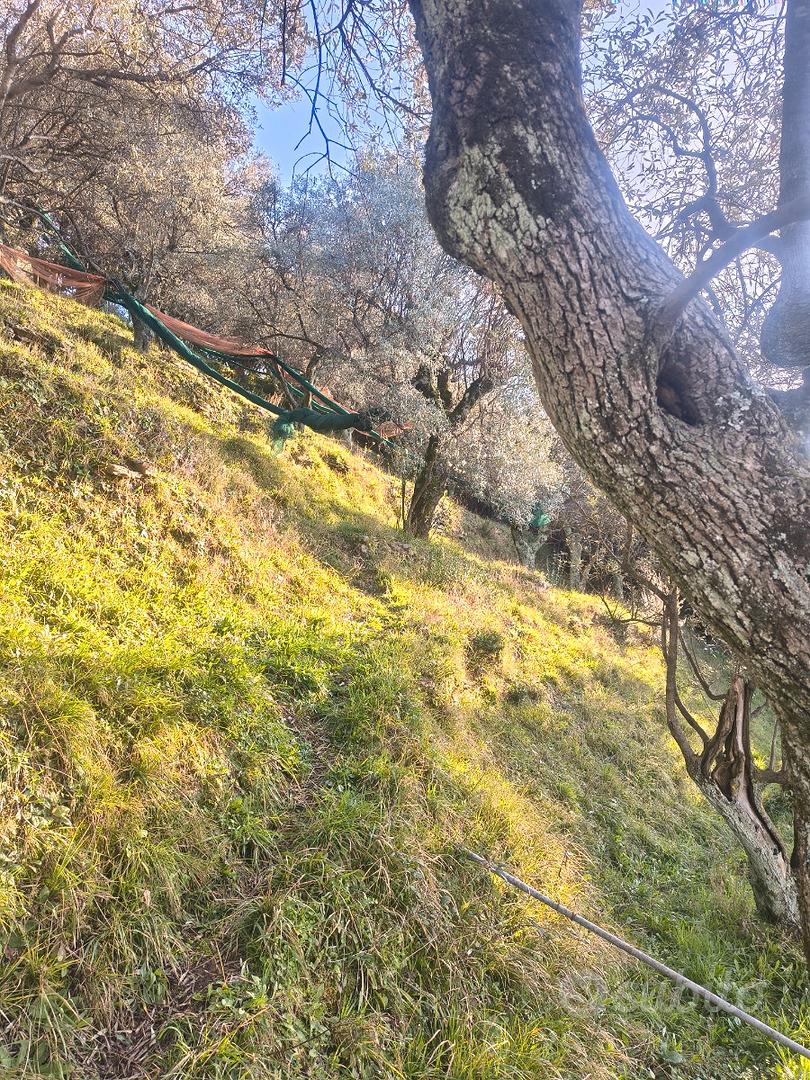 Terreno agricolo con uliveto - Altro