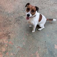 Jack russell
