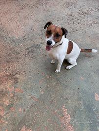Jack russell