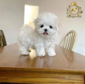 Dolcissimi Maltesi maschietti e femminucce