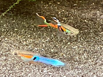 Endler-Poecilia-wingei-pesci