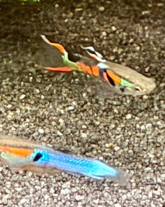 Endler-Poecilia-wingei-pesci