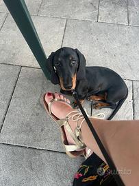 Bassotto con pedigree equilibrato