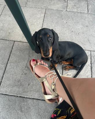 Bassotto con pedigree equilibrato