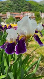 Iris Germanica 