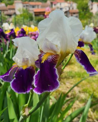 Iris Germanica 