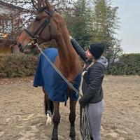 Cavallo belga 11 anni