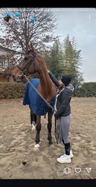 Cavallo belga 11 anni