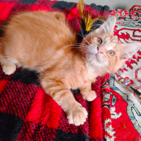 Splendida cucciola Maine Coon per Natale