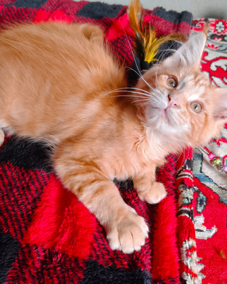 Splendida cucciola Maine Coon per Natale