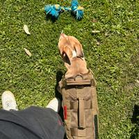 Pertorina cane militare