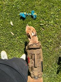 Pertorina cane militare