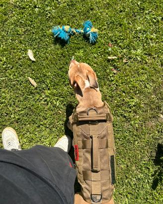 Pertorina cane militare