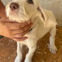 Spinone italiano puppies