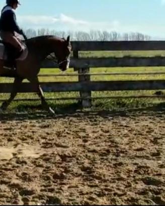 Cavallo kwpn
