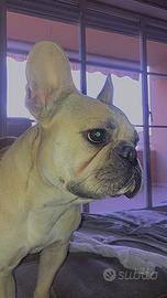 Bulldog francese