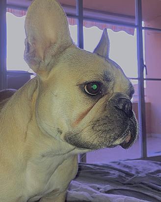 Bulldog francese