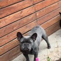 Bulldog francese