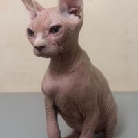 Cucciolo gatto Sphynx