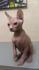 Cucciolo gatto Sphynx